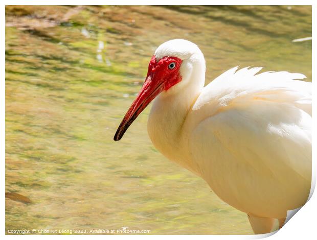 Close up shot of cute American white ibis Print by Chon Kit Leong