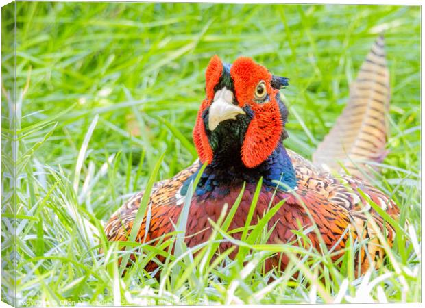 Close up shot of cute Common pheasant Canvas Print by Chon Kit Leong