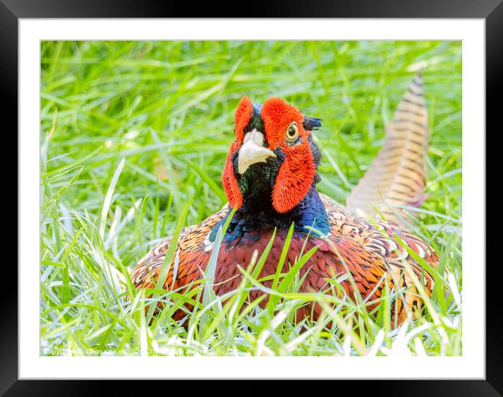 Close up shot of cute Common pheasant Framed Mounted Print by Chon Kit Leong