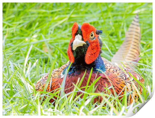 Close up shot of cute Common pheasant Print by Chon Kit Leong