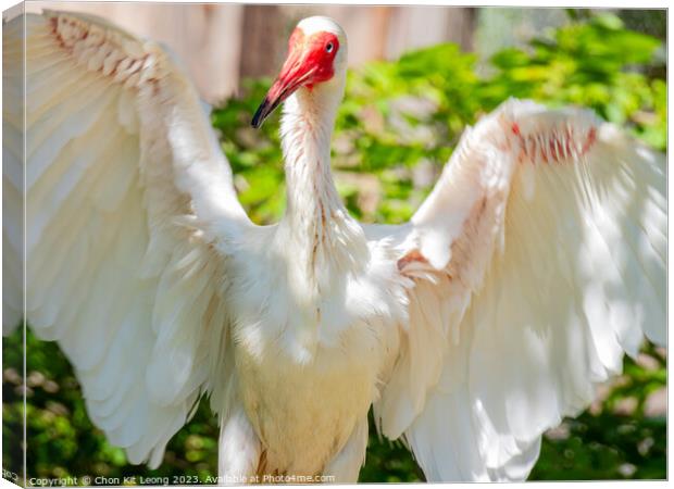 Close up shot of cute American white ibis open its wing Canvas Print by Chon Kit Leong