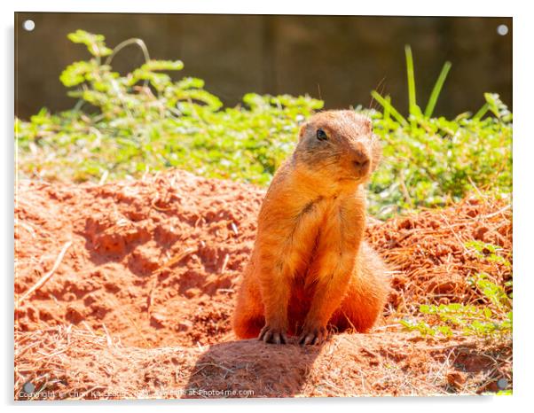 Close up shot of cute Prairie dog Acrylic by Chon Kit Leong