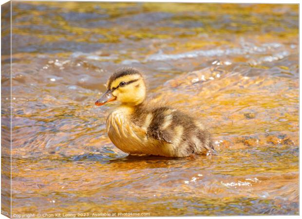 Close up shot of baby duck Canvas Print by Chon Kit Leong