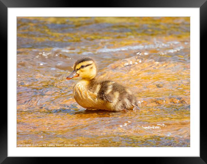 Close up shot of baby duck Framed Mounted Print by Chon Kit Leong