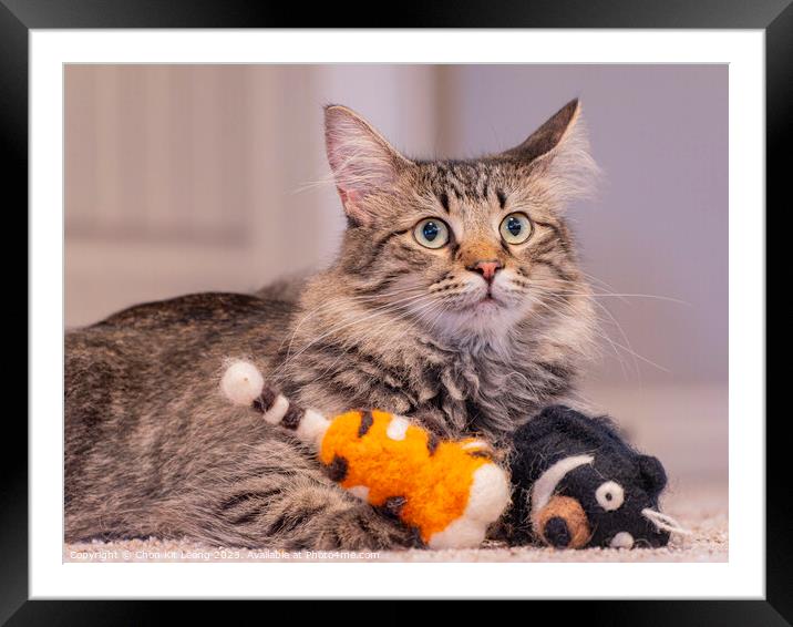 Close up shot of a cute young Maine Coon mixes with dolls Framed Mounted Print by Chon Kit Leong