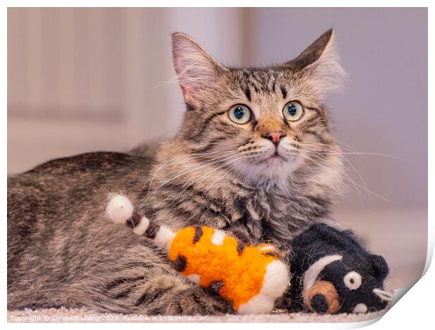 Close up shot of a cute young Maine Coon mixes with dolls Print by Chon Kit Leong