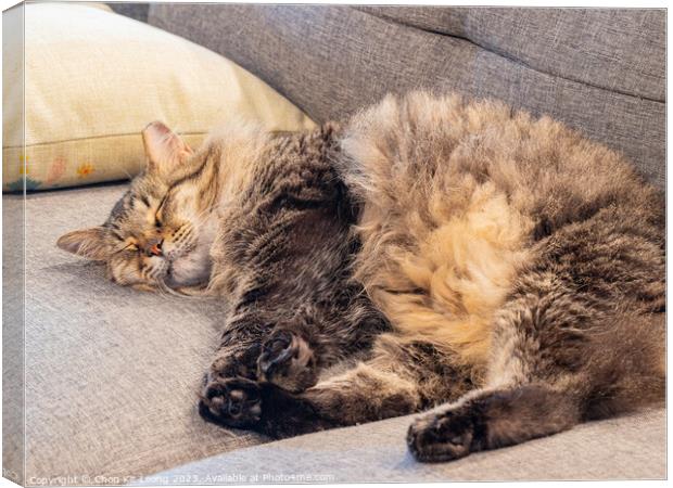 Close up shot of a cute young Maine Coon mixes sleeping Canvas Print by Chon Kit Leong