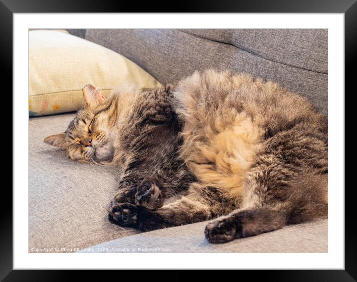 Close up shot of a cute young Maine Coon mixes sleeping Framed Mounted Print by Chon Kit Leong