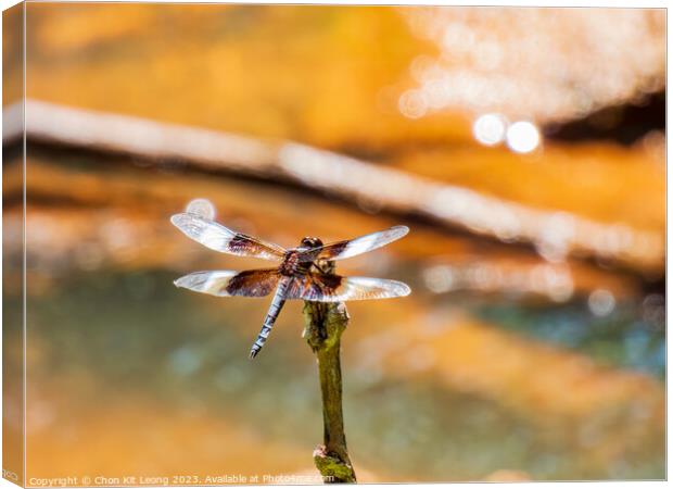 Close up shot of Dragonfly on ground Canvas Print by Chon Kit Leong