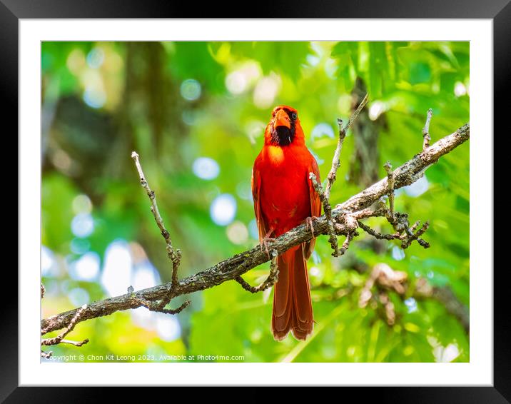 Close up shot of Northern cardinal singing on tree branch Framed Mounted Print by Chon Kit Leong
