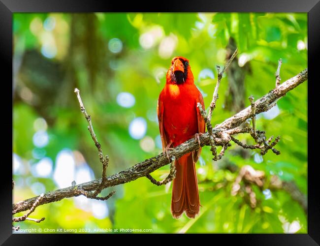 Close up shot of Northern cardinal singing on tree branch Framed Print by Chon Kit Leong