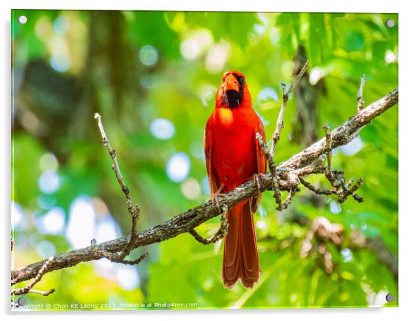 Close up shot of Northern cardinal singing on tree branch Acrylic by Chon Kit Leong