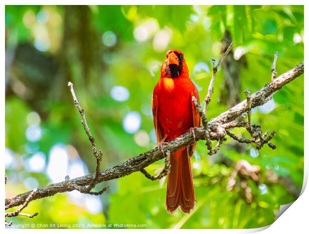 Close up shot of Northern cardinal singing on tree branch Print by Chon Kit Leong
