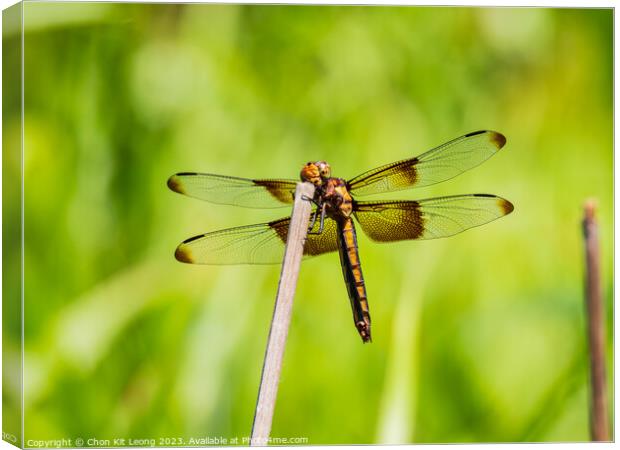 Close up shot of Dragonfly on ground Canvas Print by Chon Kit Leong
