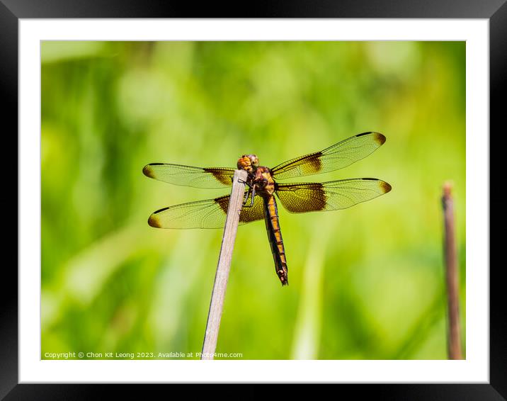 Close up shot of Dragonfly on ground Framed Mounted Print by Chon Kit Leong