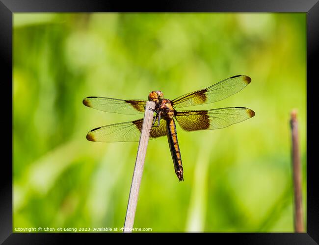 Close up shot of Dragonfly on ground Framed Print by Chon Kit Leong