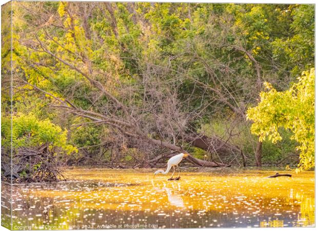 Close up shot of Great egret catching fish in Lake Overholser Canvas Print by Chon Kit Leong