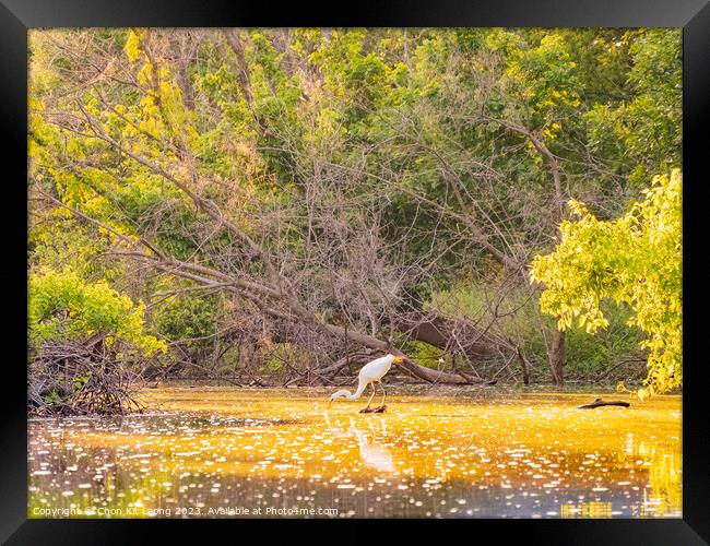 Close up shot of Great egret catching fish in Lake Overholser Framed Print by Chon Kit Leong