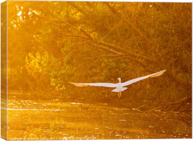 Close up shot of Great egret flying in Lake Overholser Canvas Print by Chon Kit Leong