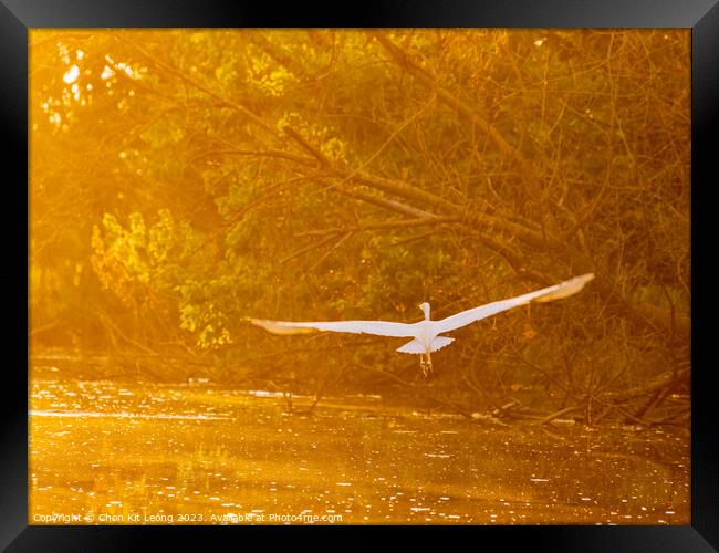 Close up shot of Great egret flying in Lake Overholser Framed Print by Chon Kit Leong