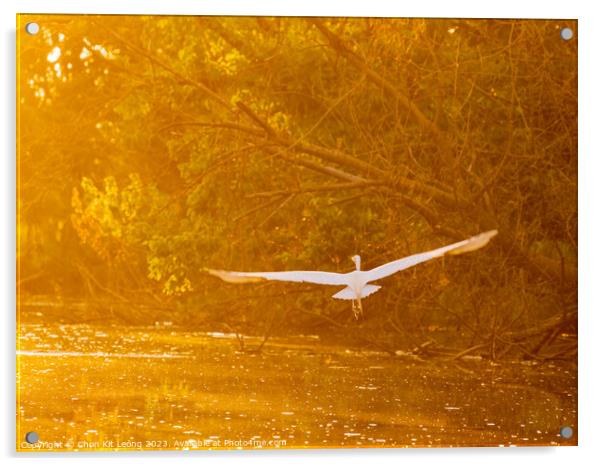 Close up shot of Great egret flying in Lake Overholser Acrylic by Chon Kit Leong