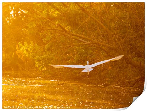 Close up shot of Great egret flying in Lake Overholser Print by Chon Kit Leong