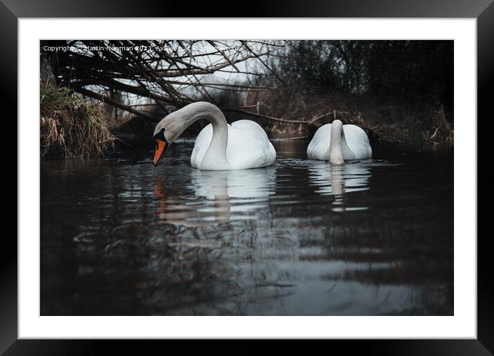 Swan Lake Framed Mounted Print by Martin Newman