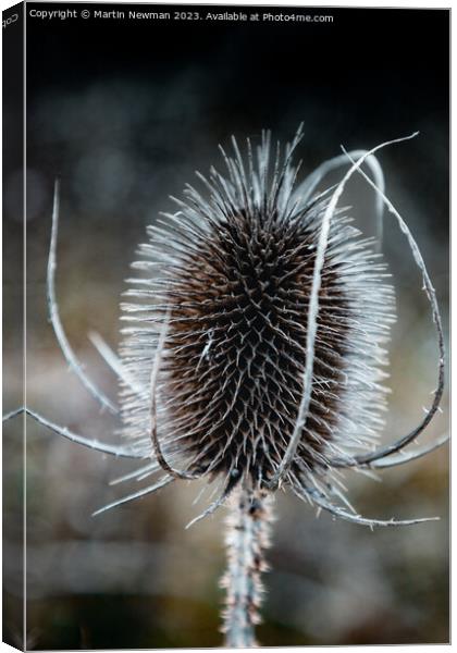 Prickles Canvas Print by Martin Newman