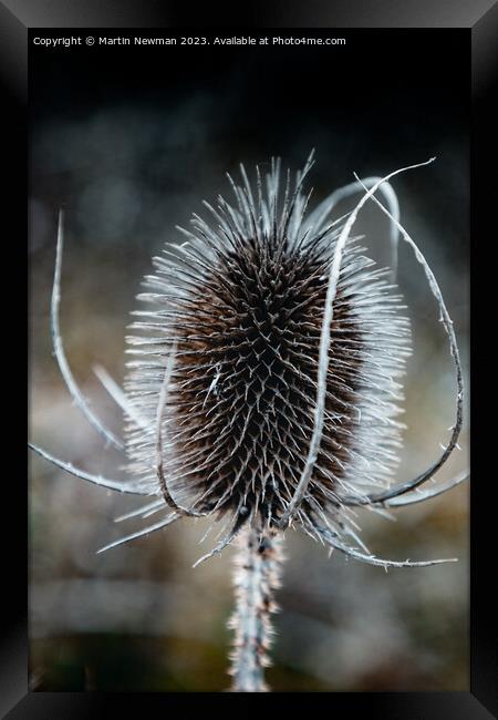 Prickles Framed Print by Martin Newman