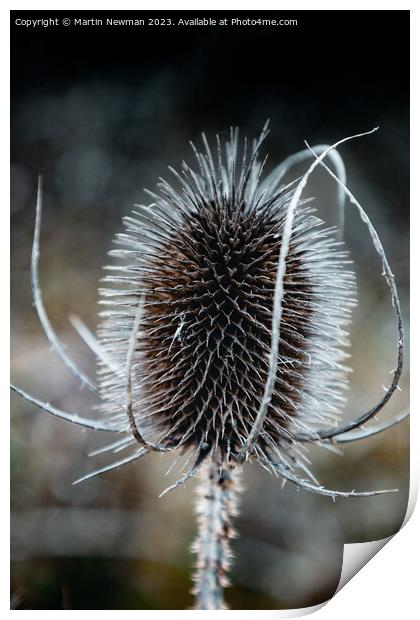 Prickles Print by Martin Newman
