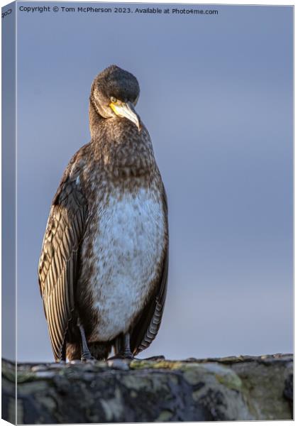 Enigmatic Cormorant on Stone Rampart Canvas Print by Tom McPherson