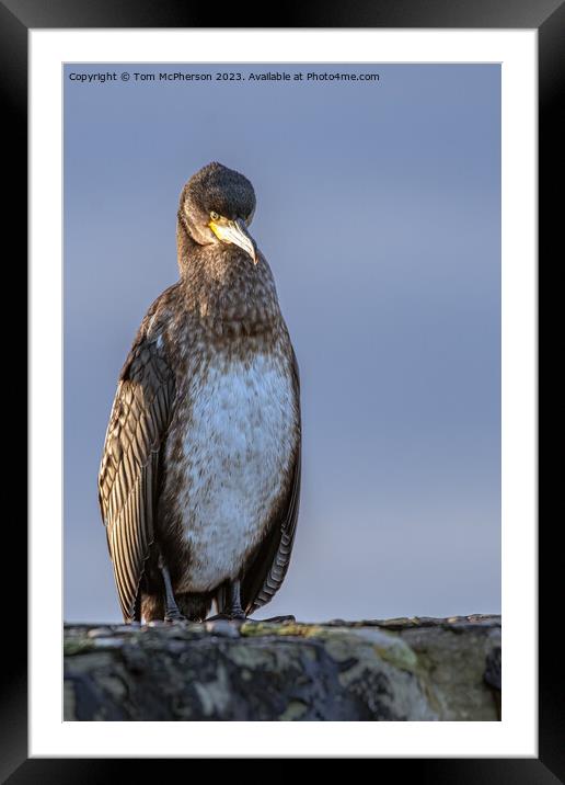 Enigmatic Cormorant on Stone Rampart Framed Mounted Print by Tom McPherson