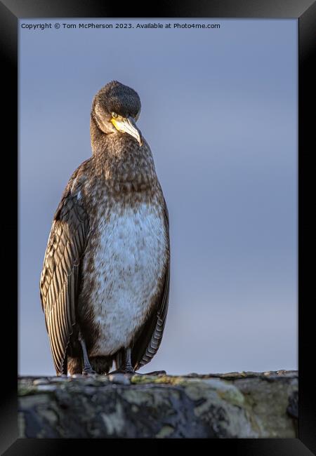 Enigmatic Cormorant on Stone Rampart Framed Print by Tom McPherson