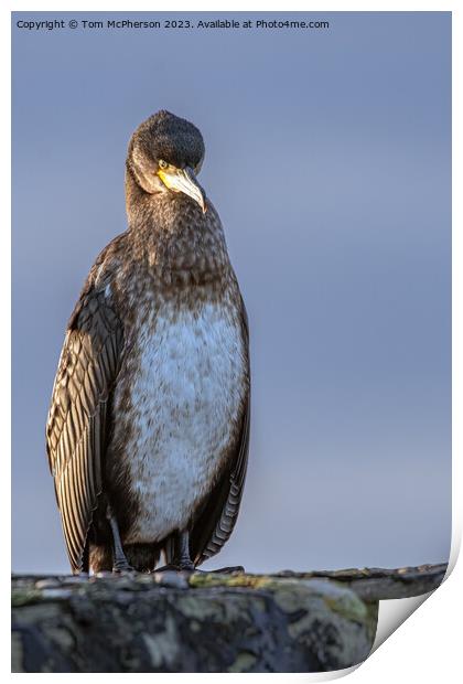 Enigmatic Cormorant on Stone Rampart Print by Tom McPherson
