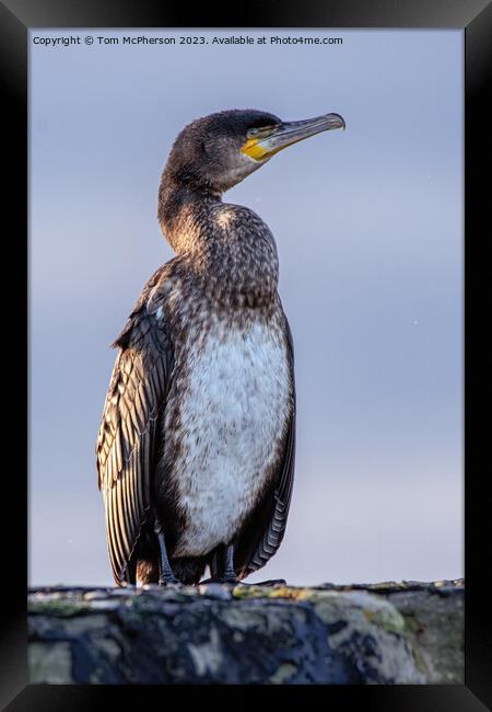 Perched Cormorant: A Primitive Silhouette Framed Print by Tom McPherson