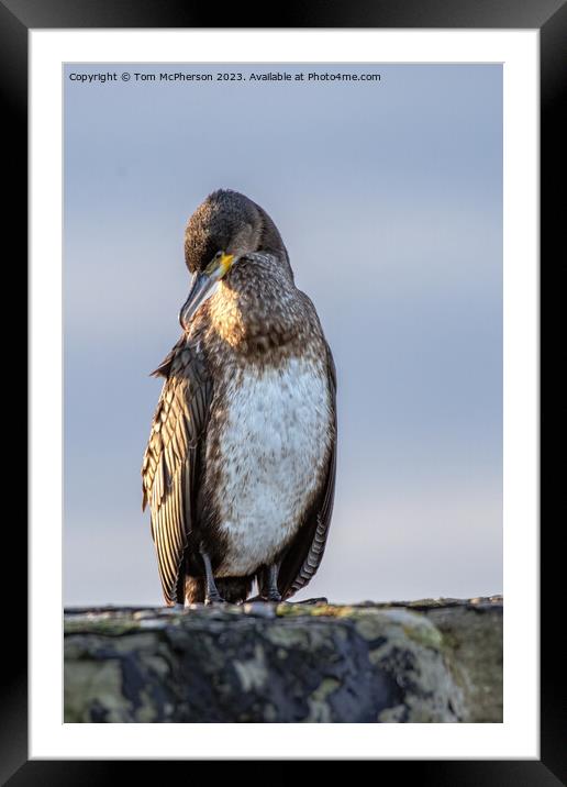 'Imposing Cormorant: Silhouetted Sentinel' Framed Mounted Print by Tom McPherson