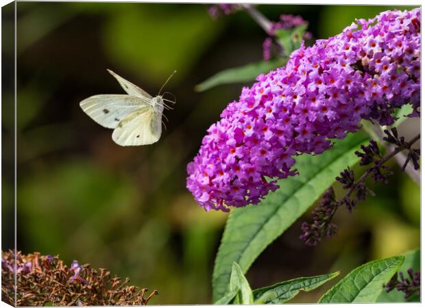 Small White Butterfly in Flight. Canvas Print by Colin Allen
