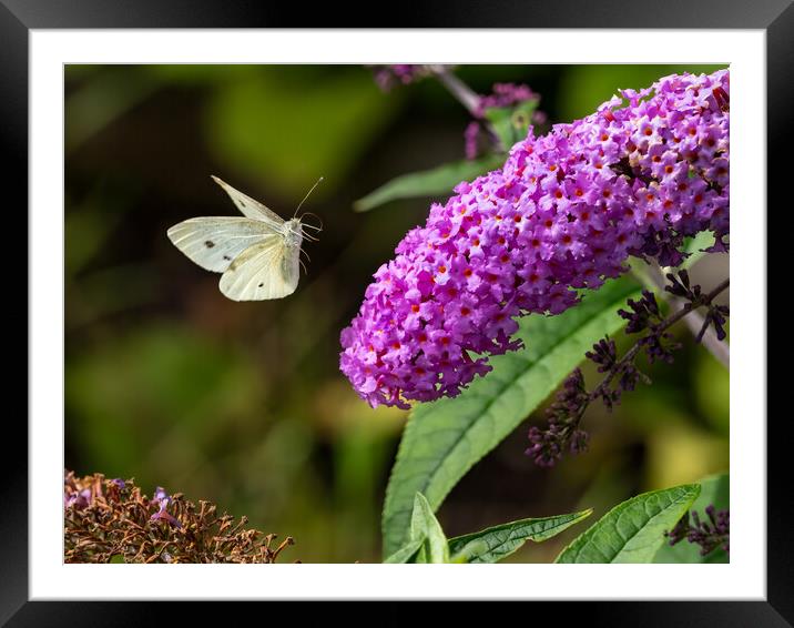 Small White Butterfly in Flight. Framed Mounted Print by Colin Allen