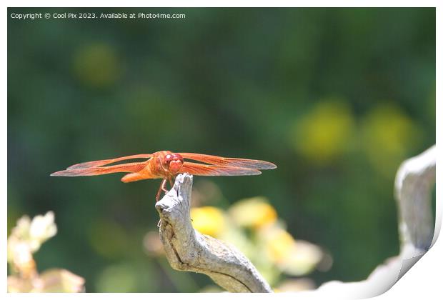 Dragon flies in the wild Print by Arun 