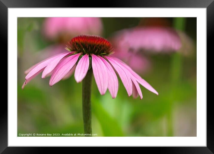 Summer Echinacea  Framed Mounted Print by Roxane Bay