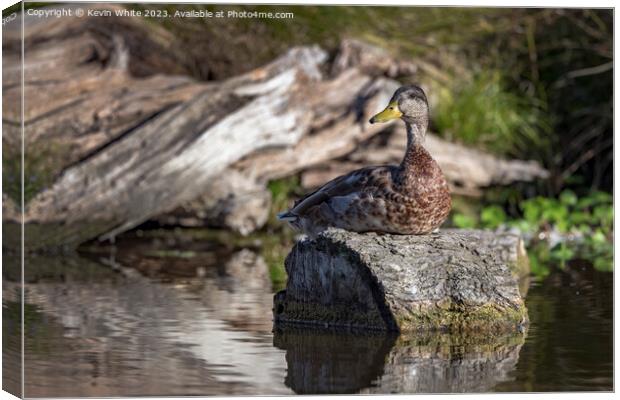 Duck resting in the sunshine on a log Canvas Print by Kevin White