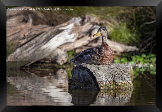 Duck resting in the sunshine on a log Framed Print by Kevin White