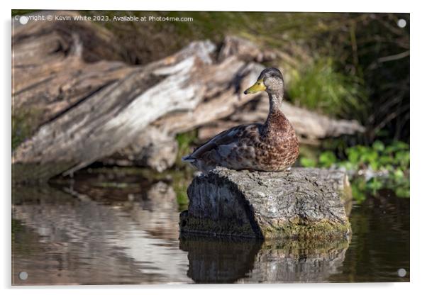 Duck resting in the sunshine on a log Acrylic by Kevin White