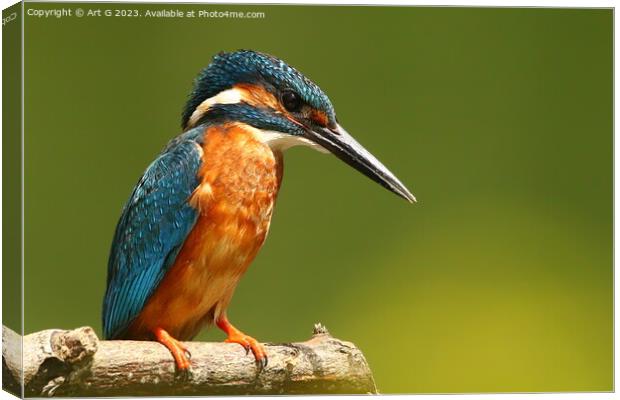 River Stour Kingfisher Canvas Print by Art G