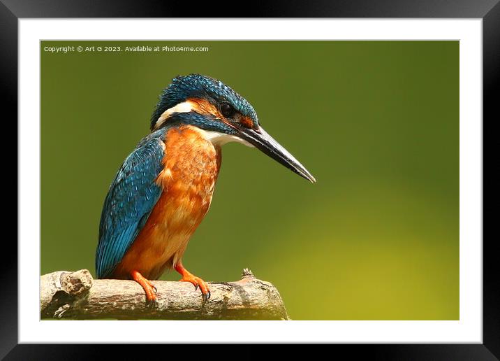 River Stour Kingfisher Framed Mounted Print by Art G