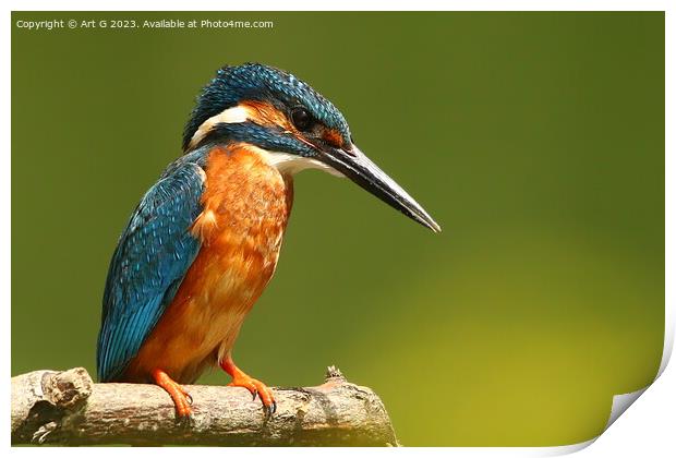 River Stour Kingfisher Print by Art G