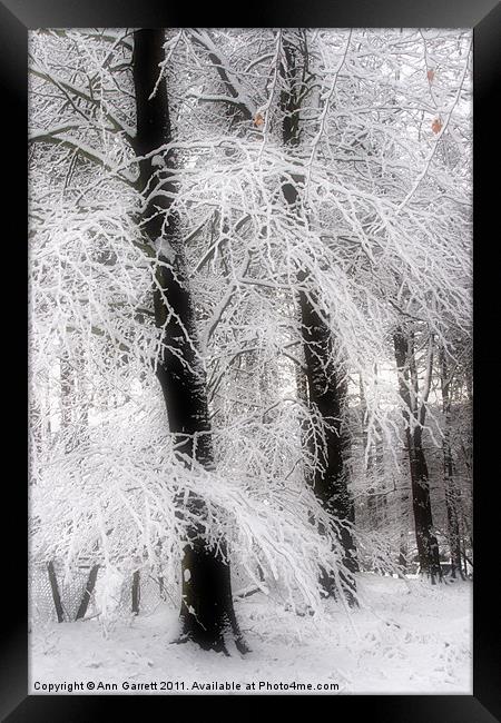 Snow on Sycamores Framed Print by Ann Garrett