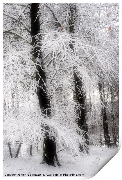 Snow on Sycamores Print by Ann Garrett