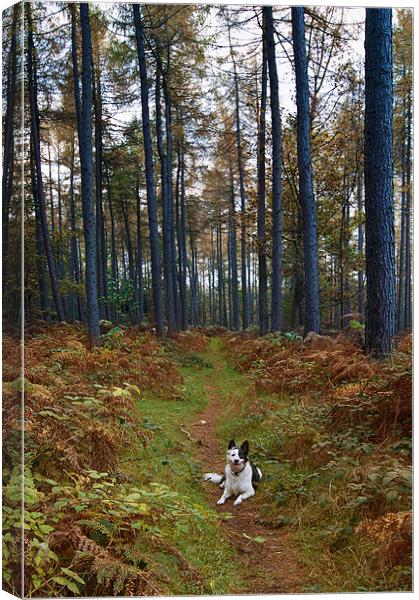 Dog in Woods Canvas Print by Keith Thorburn EFIAP/b