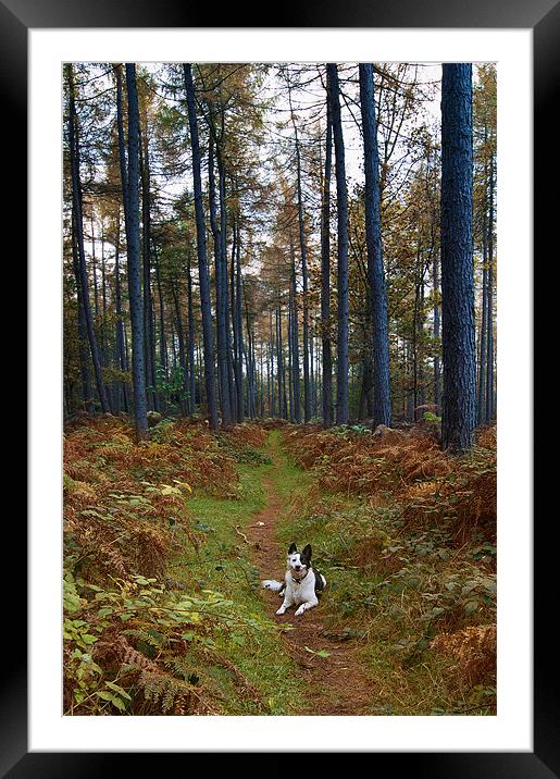 Dog in Woods Framed Mounted Print by Keith Thorburn EFIAP/b